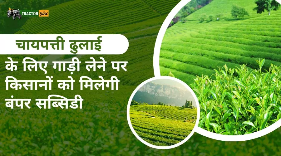 चायपत्ती