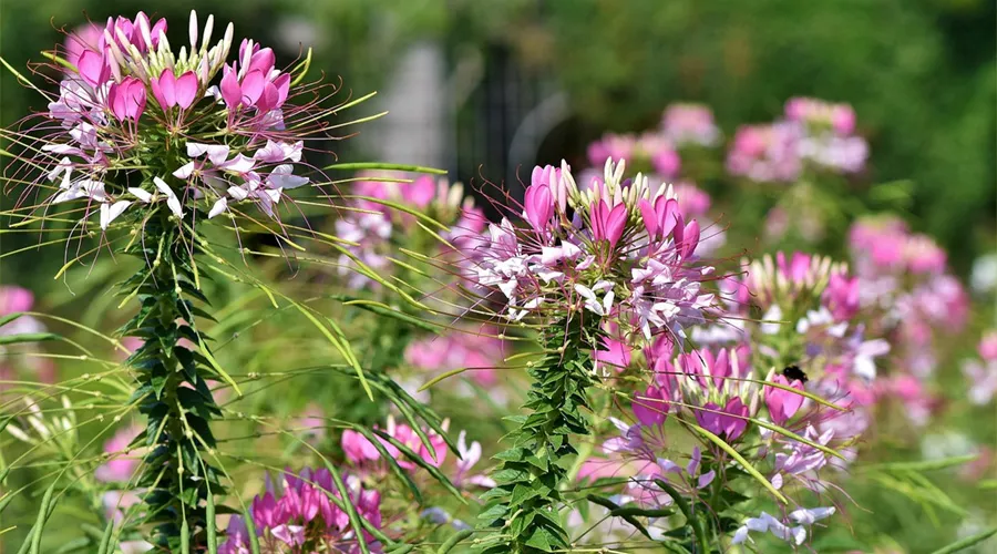 क्लियोम