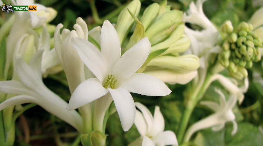 रजनीगंधा