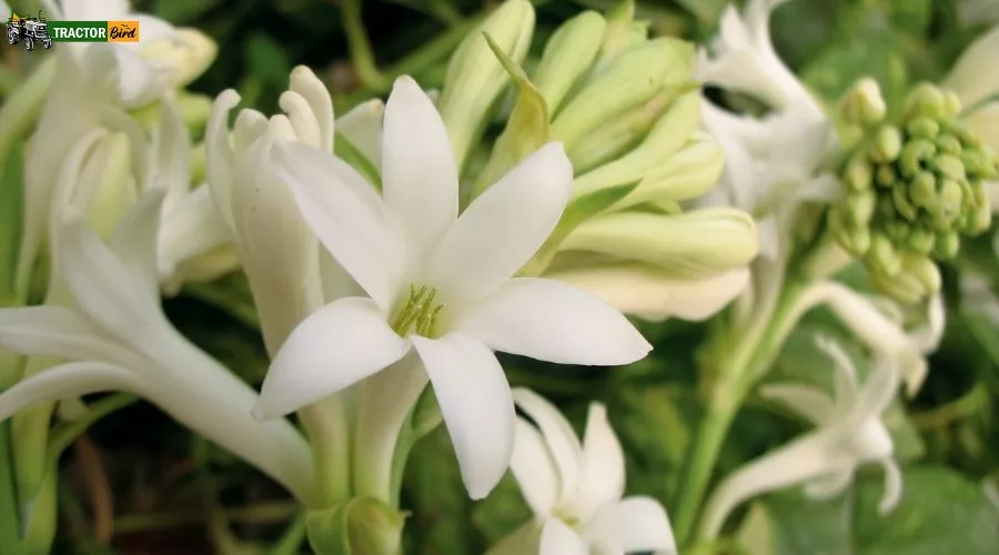 रजनीगंधा