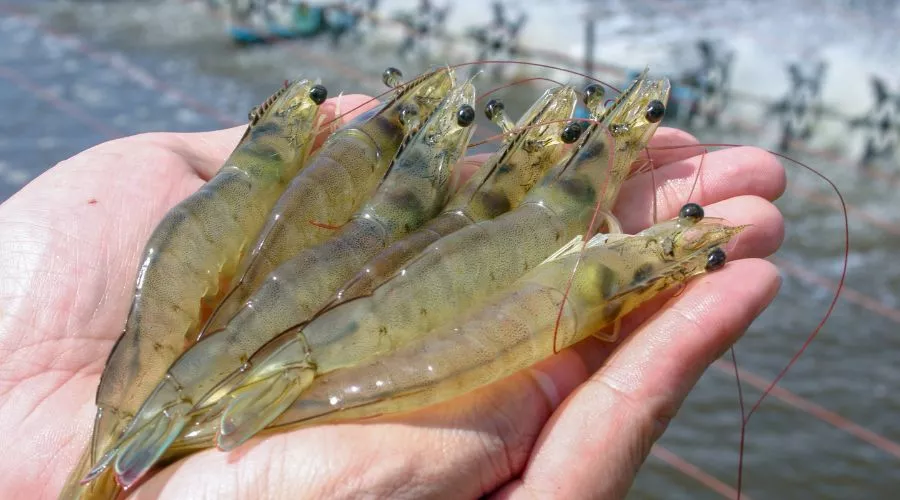 एक्सपर्ट