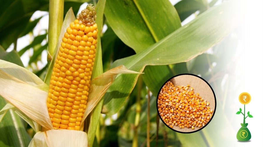 किसानों