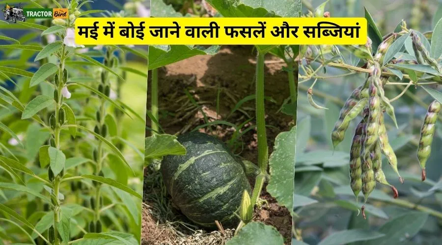 मई