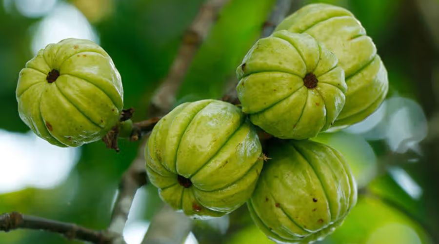 गार्सिनिया