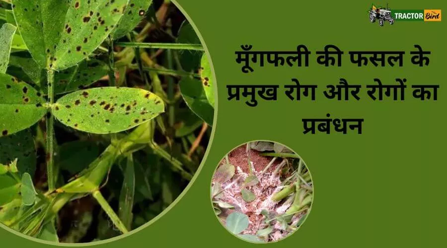 मूँगफली