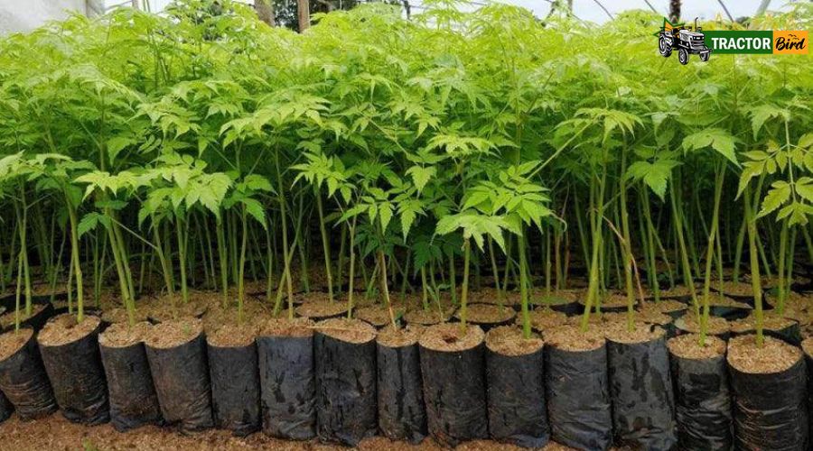 मालाबार