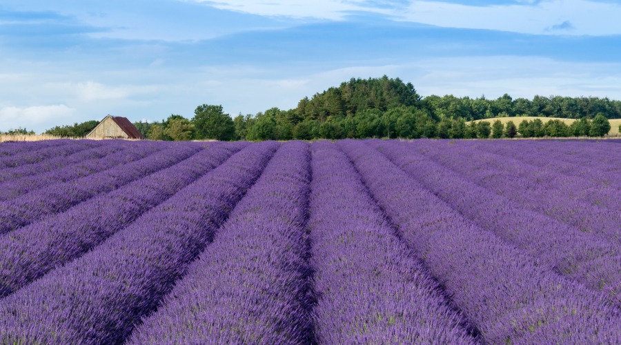 Lavender Cultivation In India : लैवेंडर की खेती कैसे की जाती है?