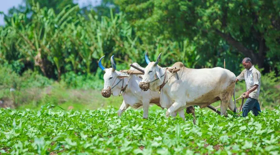 डीएआरपीजी