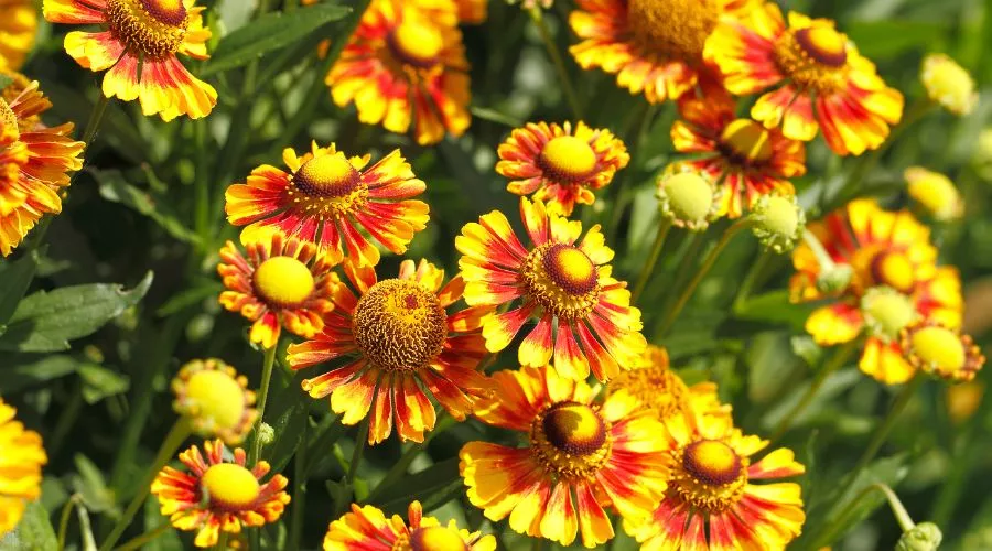 गैलार्डिया