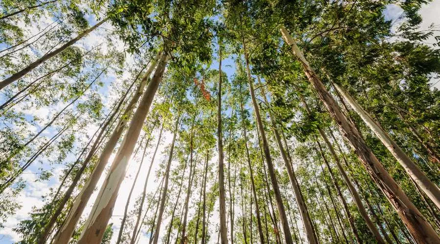 यूकेलिप्टस