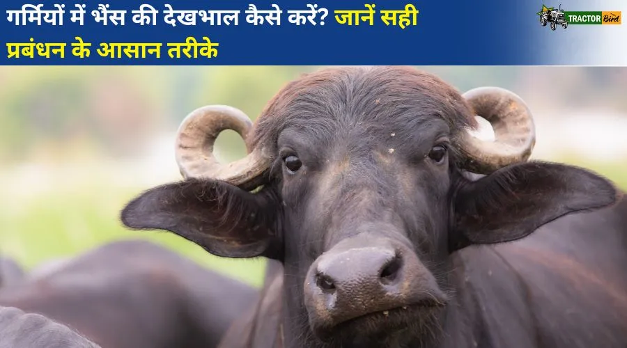 गर्मियों