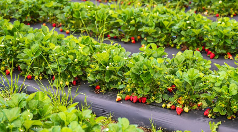 किसानों