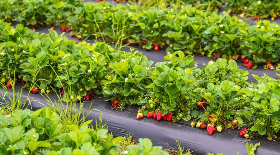 किसानों