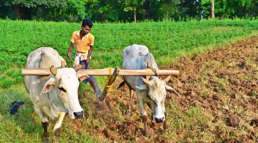 किसानों