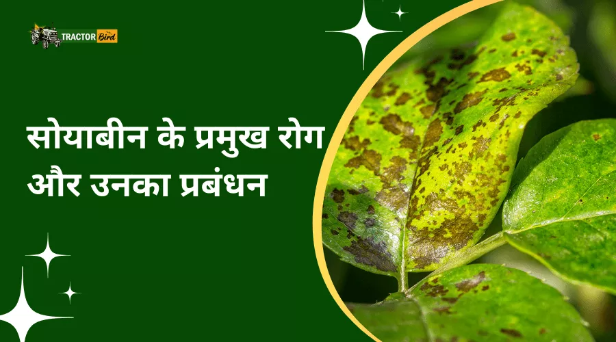 सोयाबीन