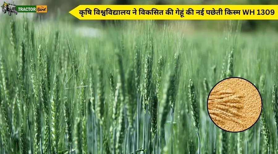 कृषि विश्वविद्यालय ने विकसित की गेहूं की नई पछेती किस्म - WH 1309