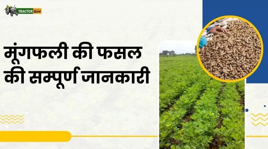 मूंगफली