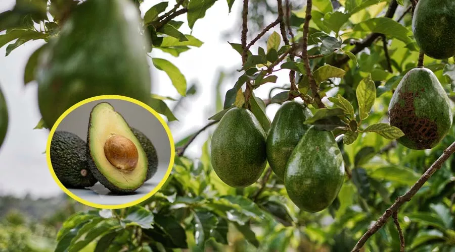 एवोकाडो