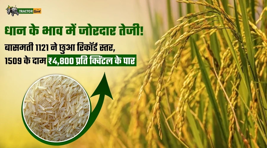 धान के भाव में जोरदार तेजी! बासमती 1121 ने छुआ रिकॉर्ड स्तर, 1509 के दाम ₹4,800 प्रति क्विंटल के पार