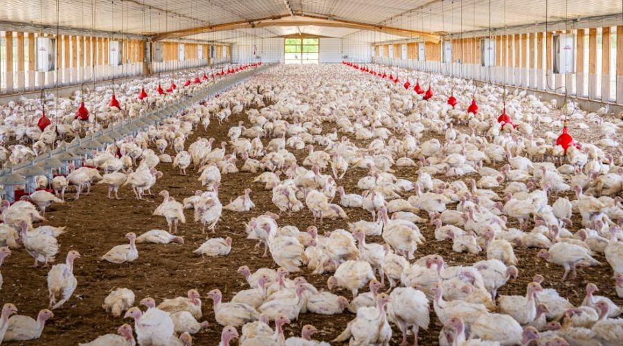 मुर्गीपालन