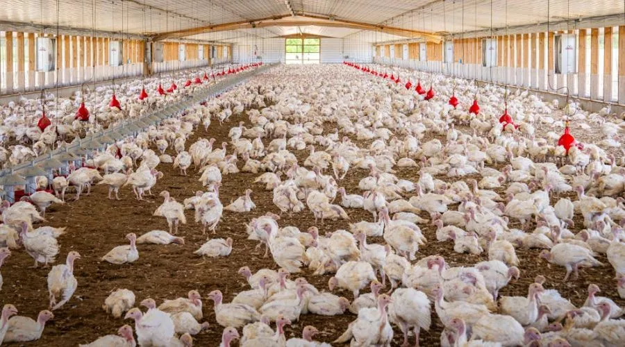 मुर्गीपालन