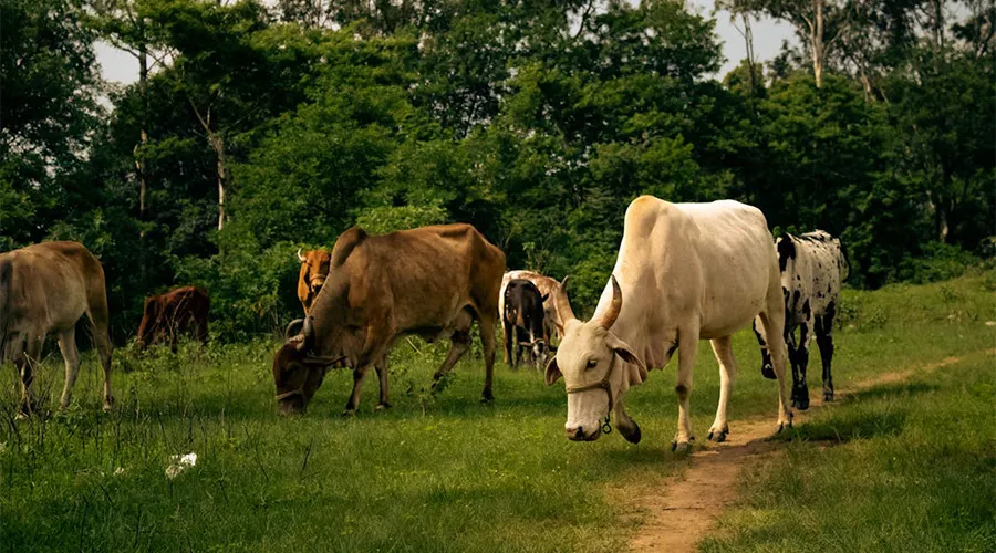 पशुपालक