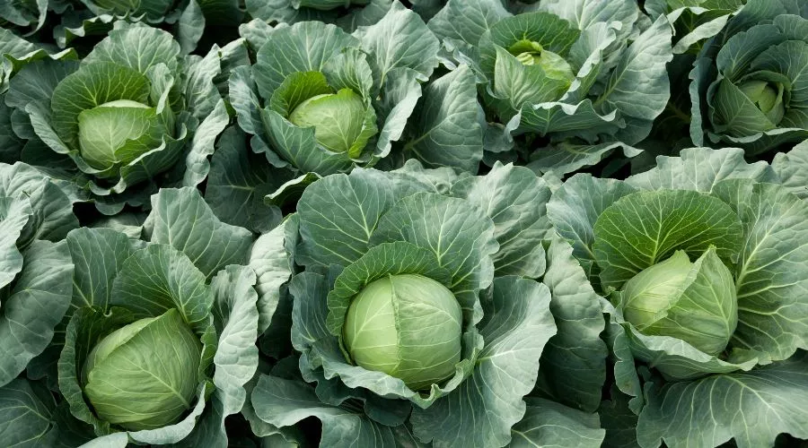 पत्तागोभी