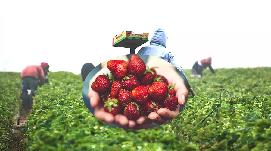 स्ट्रॉबेरी