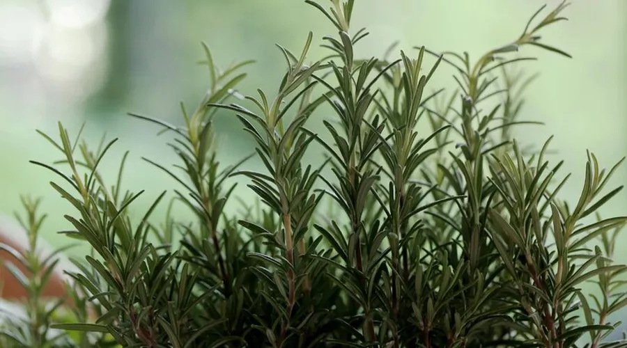 गुलमेंहदी