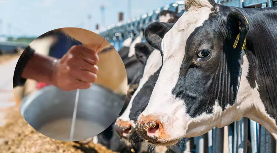 मुख्यमंत्री