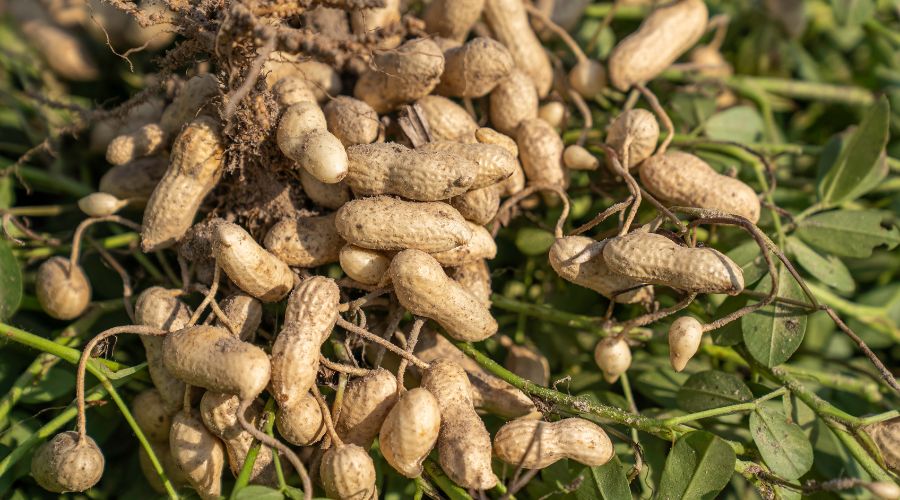 मूंगफली