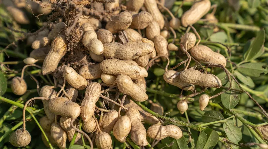 मूंगफली