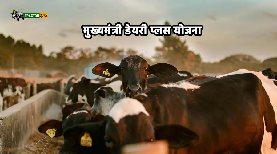 मुख्यमंत्री