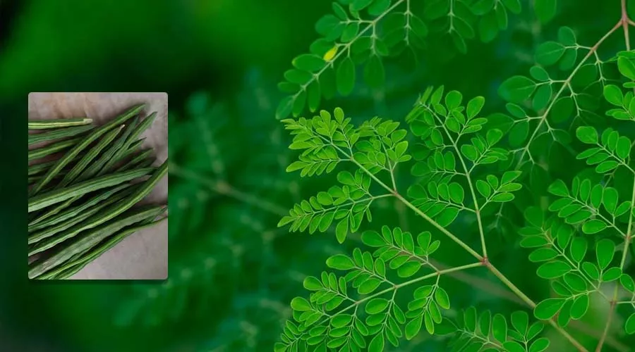 बारहमासी