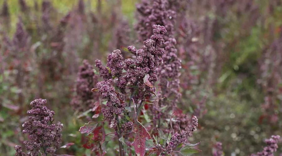 क्विन्वा