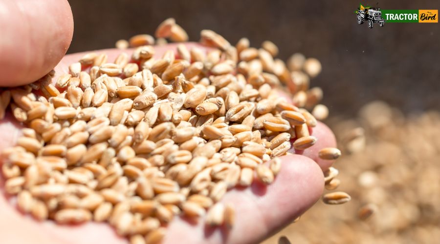 किसानों