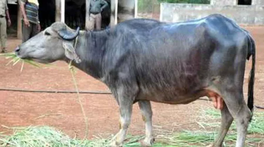 किसानों