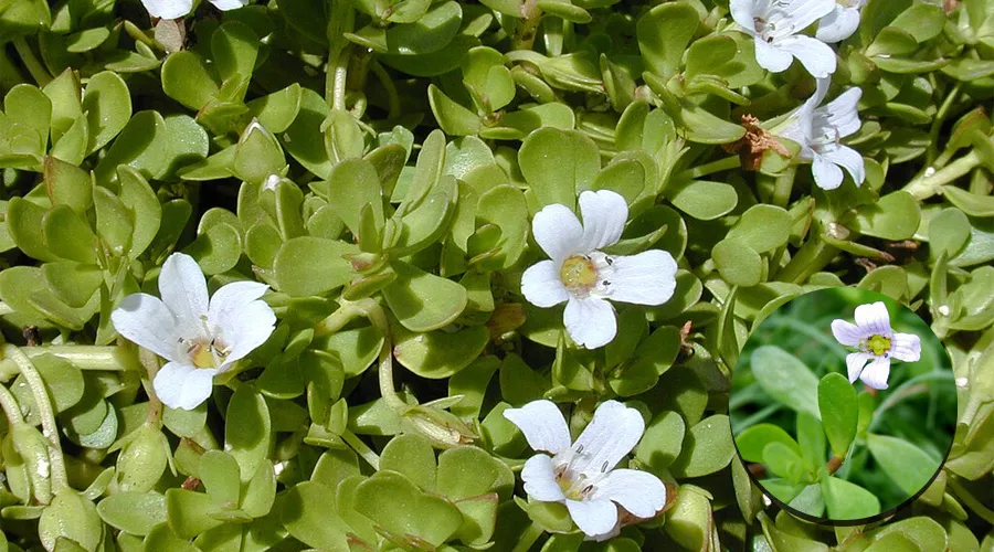 ब्राह्मी