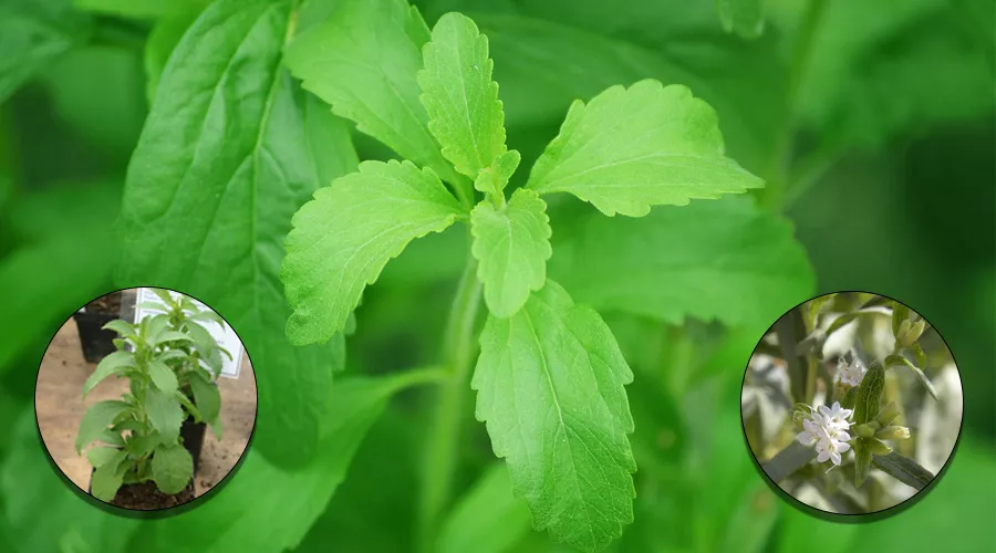 स्टीविया