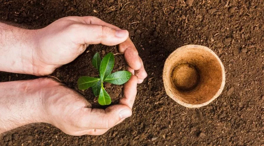 वृक्षारोपण