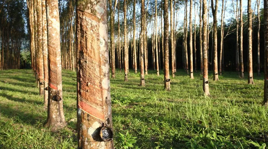 त्रिपुरा