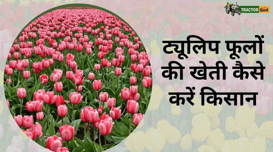 ट्यूलिप