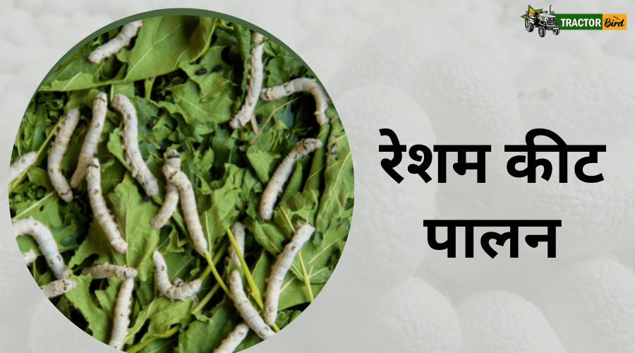 सेरीकल्चर