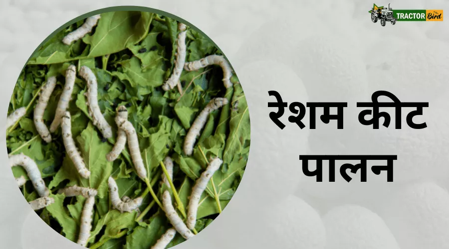 सेरीकल्चर