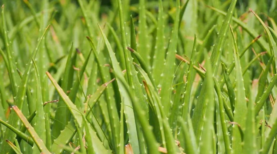 एलोवेरा