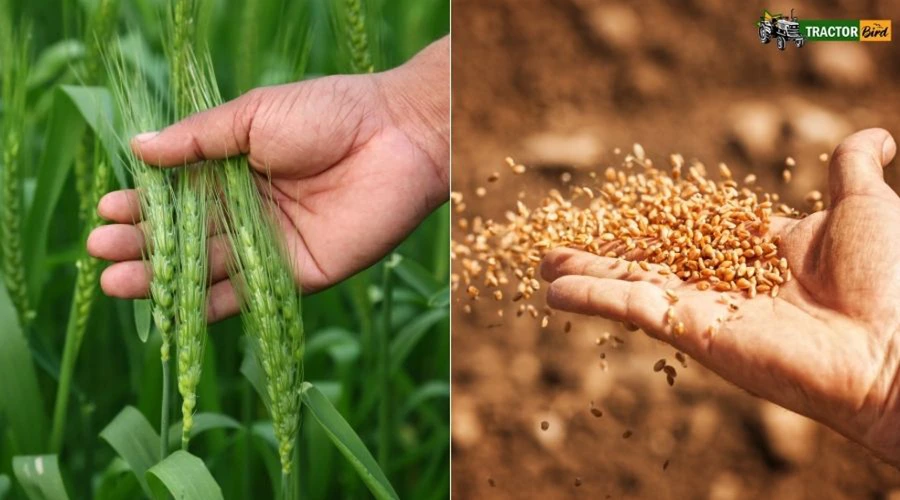 अधिक पैदावार के लिए अपनाएं गेहूं की उन्नत किस्में