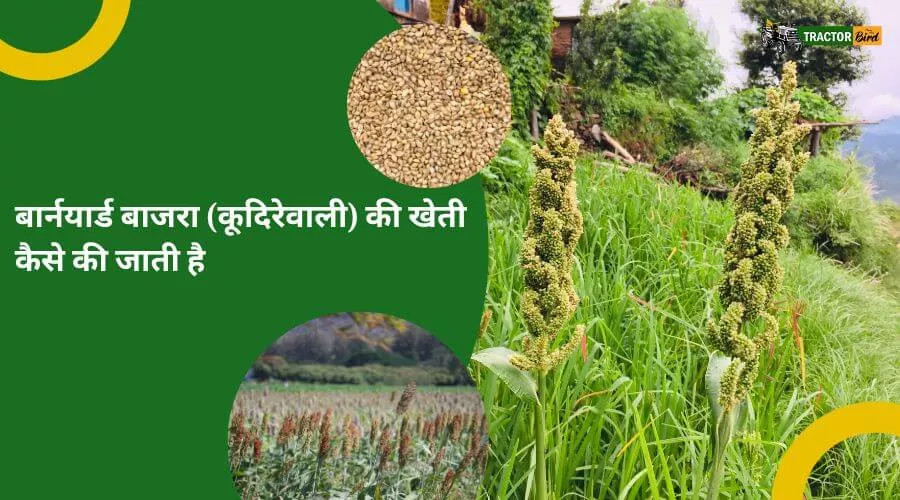 बार्नयार्ड