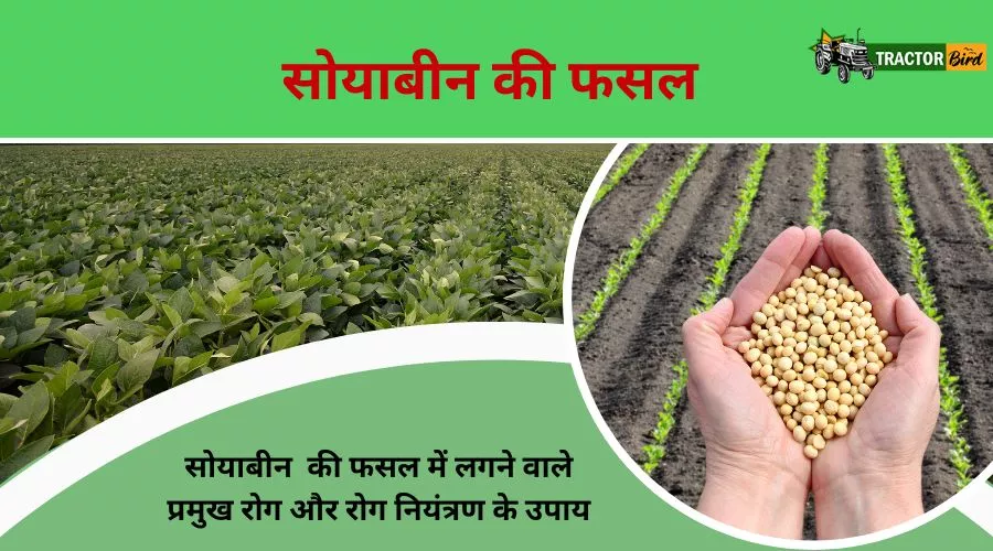 सोयाबीन