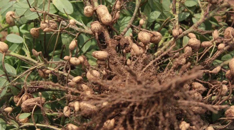 मूंगफली