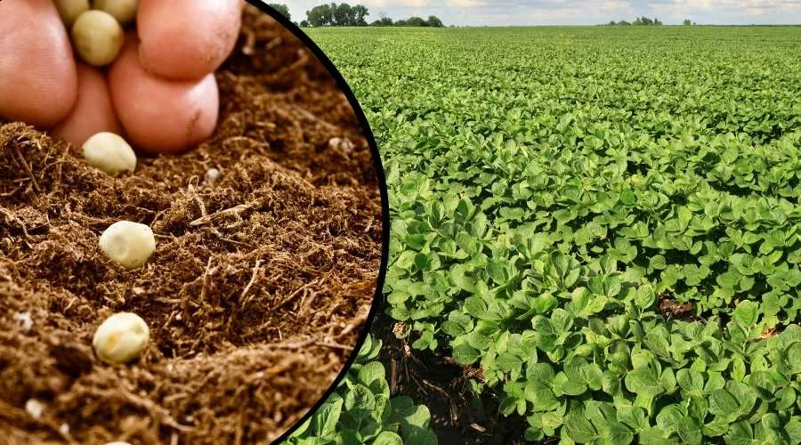 सोयाबीन